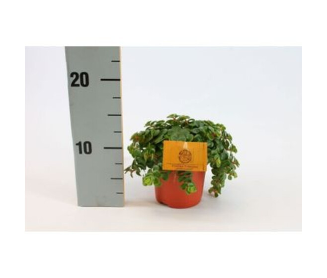 SEDUM MAKINOI TORNADO