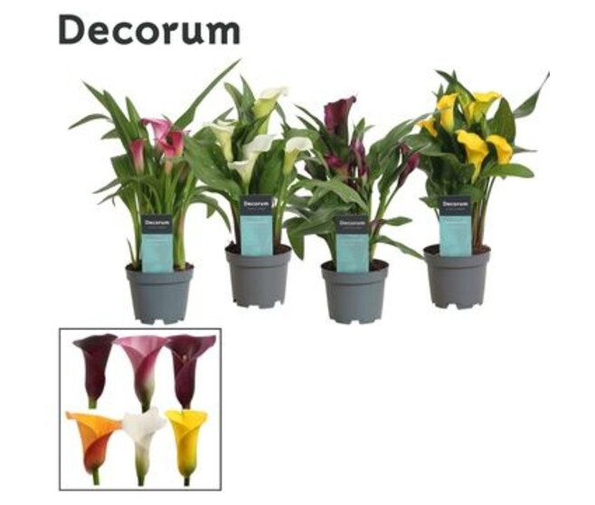 ARUM VARIES DECORUM
