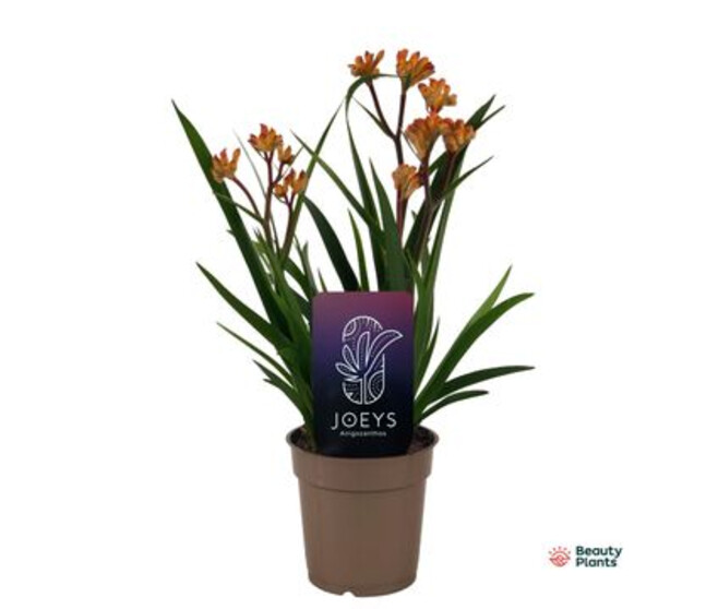 ANIGOZANTHOS ORANGE