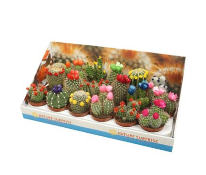 CACTUS FL IMIT CARTON