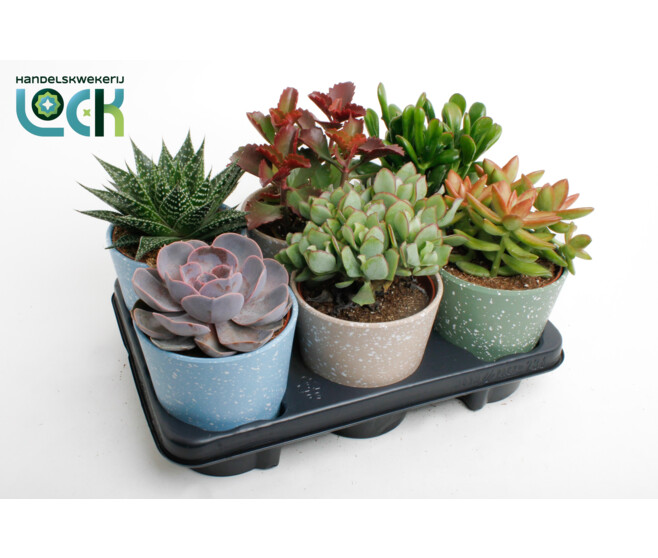 SUCCULENTE VARIEE CERAM