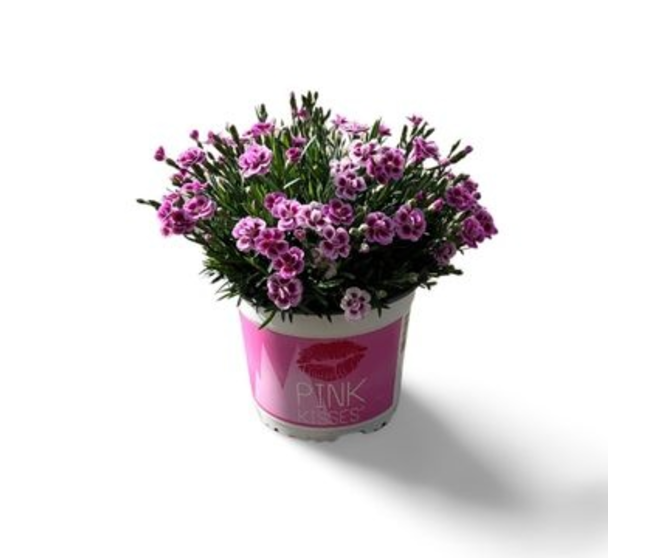 OEILLET PINK KISSES