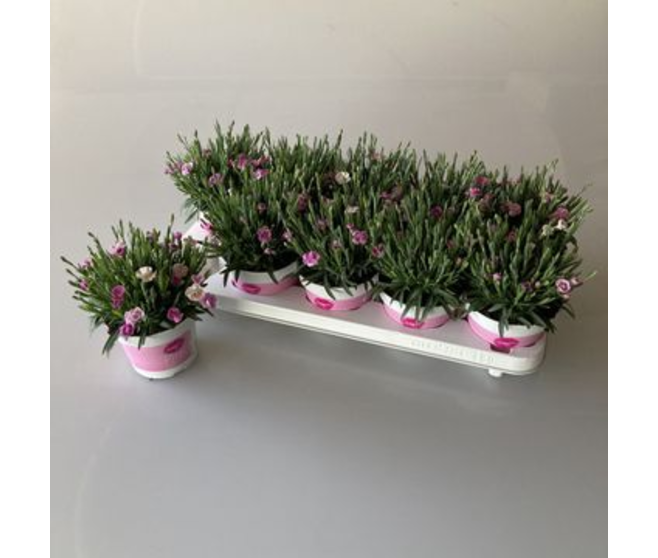 OEILLET PINK KISSES
