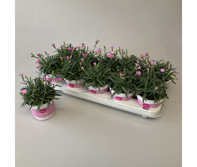 OEILLET PINK KISSES