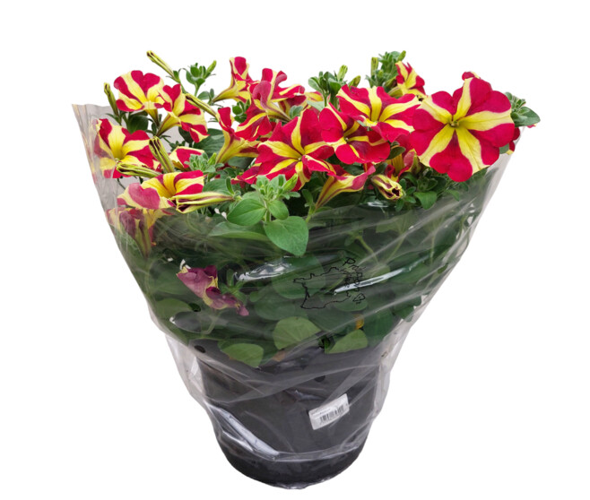 PETUNIA RETOMBANT