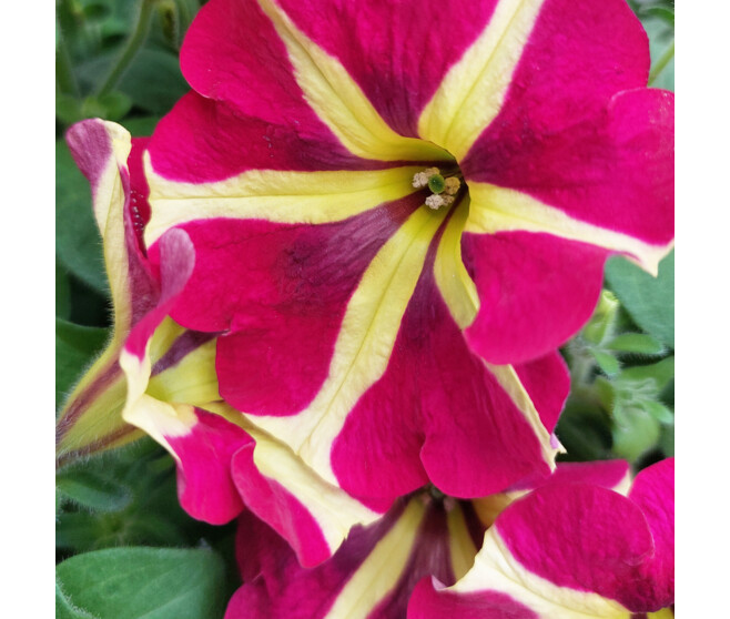 PETUNIA RETOMBANT
