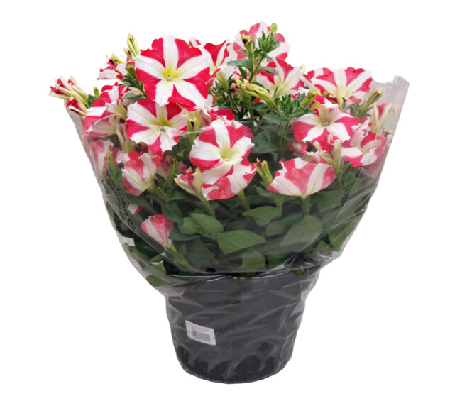 PETUNIA RETOMBANT