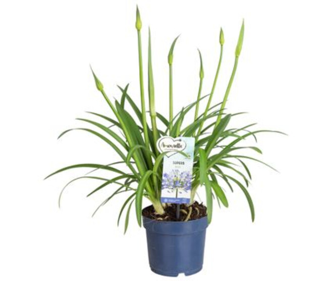 AGAPANTHE AMOURETTE BLEUE
