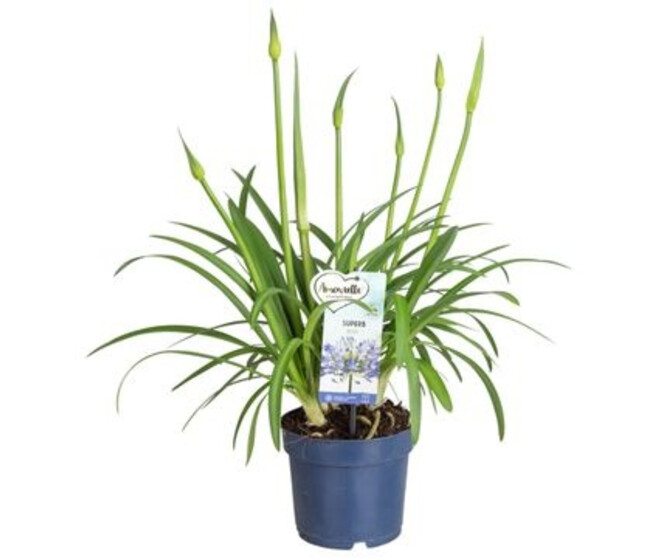 AGAPANTHE AMOURETTE BLEUE