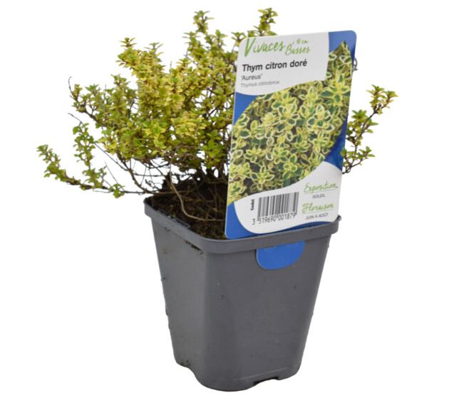 THYM CITRON