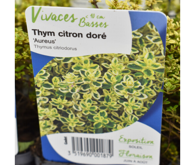 THYM CITRON