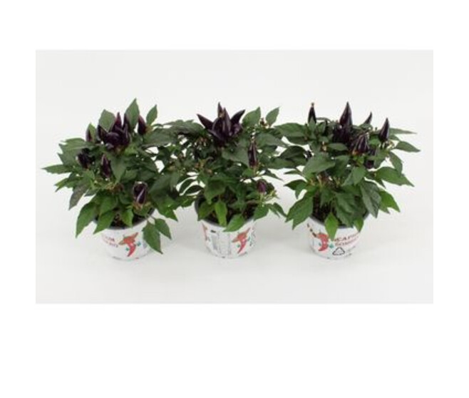 CAPSICUM ACAPULCO