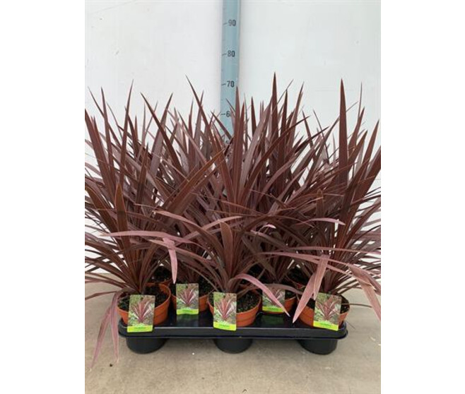 CORDYLINE RED STAR