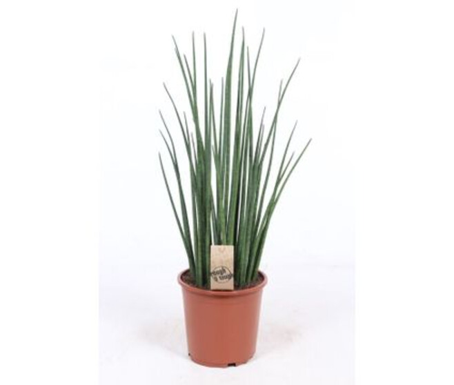 SANSEVIERIA BACULARIS MIKADO