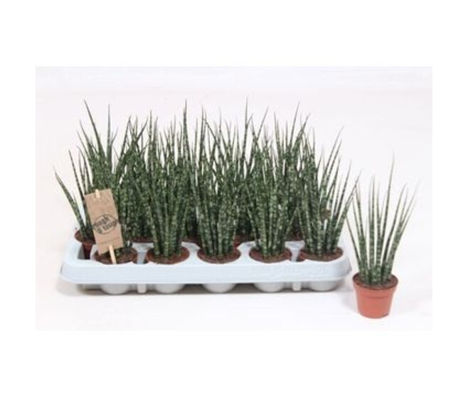SANSEVIERIA FERNWOOD