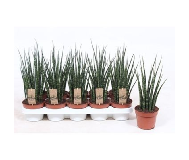 SANSEVIERIA FERNWOOD MIKADO