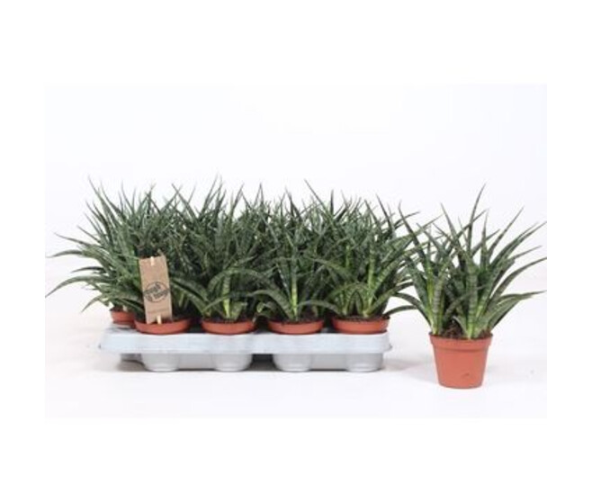 SANSEVIERIA FERNWOOD PUNK