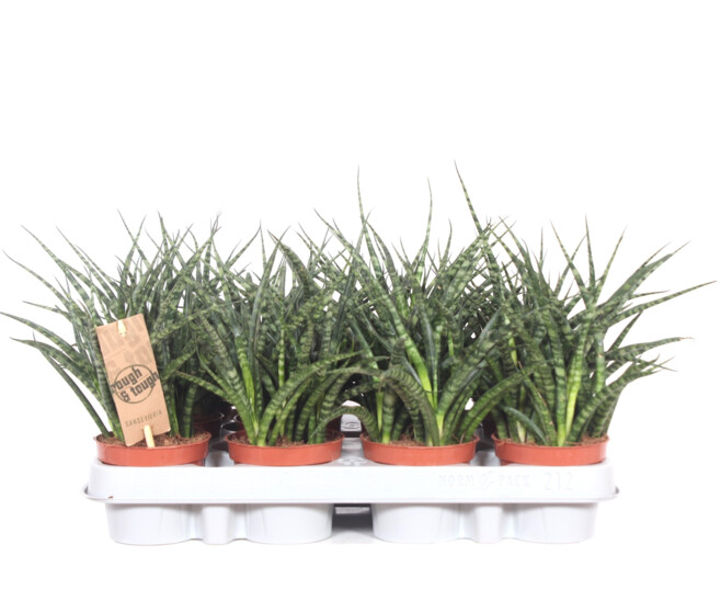 SANSEVIERIA FERNWOOD PUNK