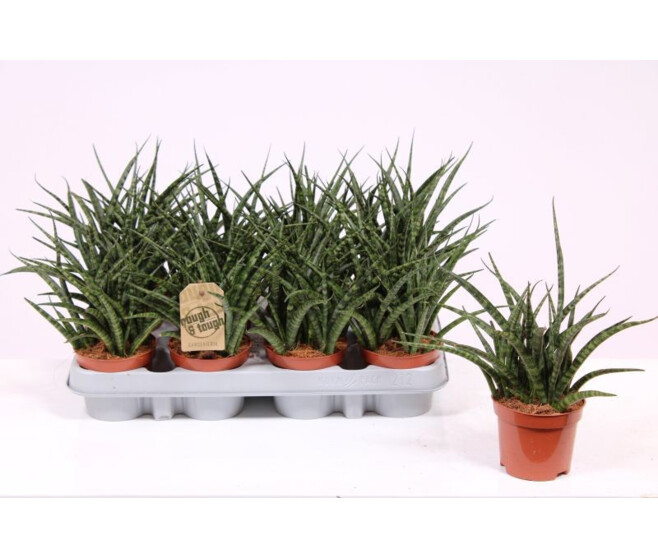SANSEVIERIA FERNWOOD PUNK