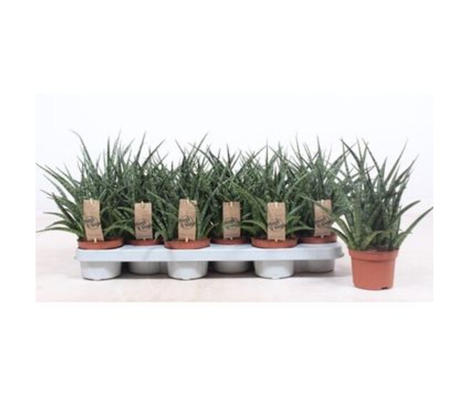 SANSEVIERIA FERNWOOD PUNK