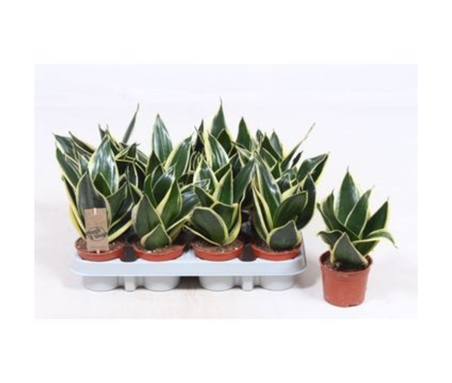 SANSEVIERIA GOLDEN HAHNII BLACK
