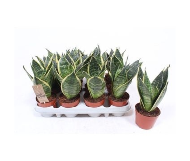SANSEVIERIA GOLDEN HAHNII