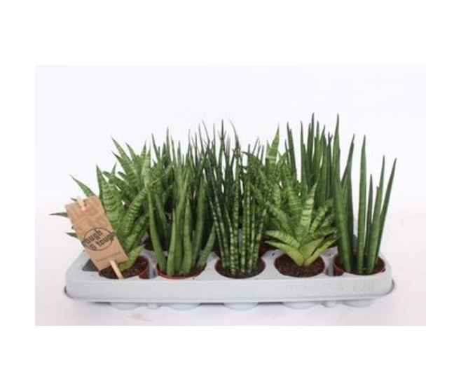 SANSEVIERIA VARIES