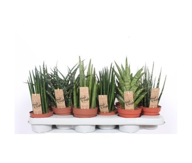 SANSEVIERIA VARIES