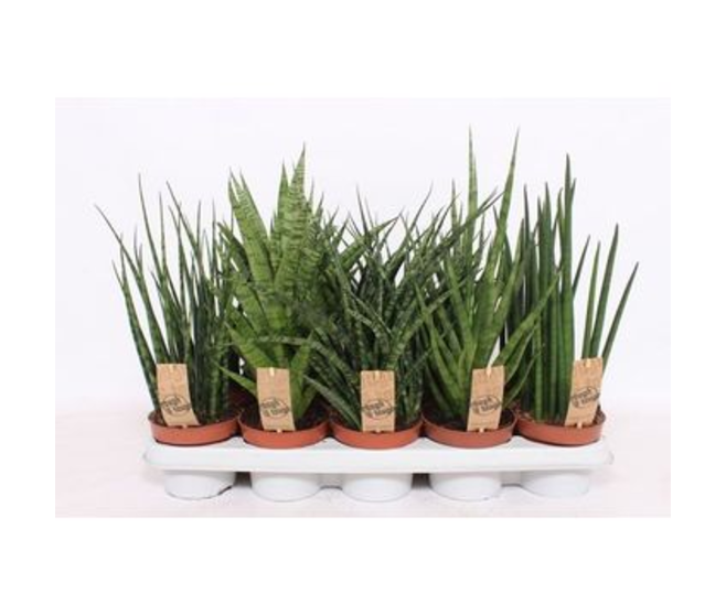 SANSEVIERIA VARIES