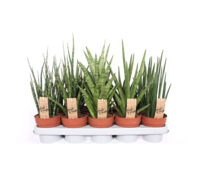 SANSEVIERIA VARIES