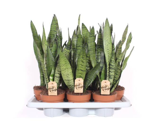SANSEVIERIA ZEYLANICA