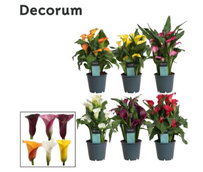 ARUM VARIES DECORUM