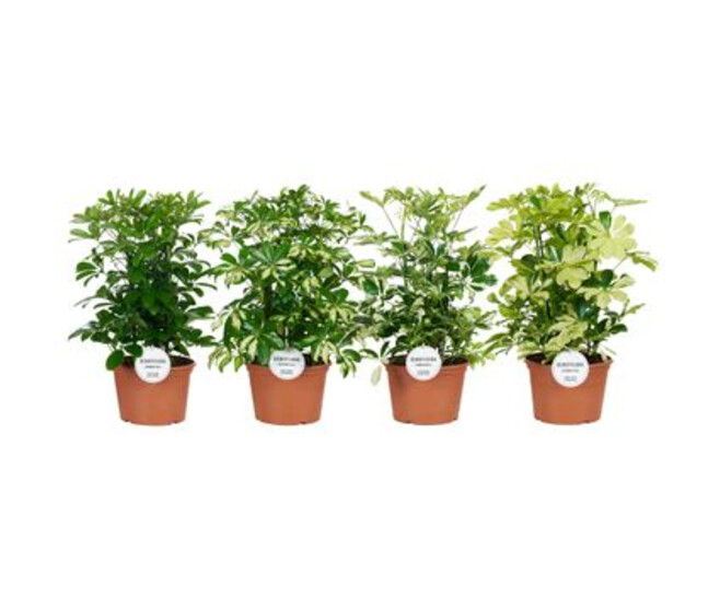 SCHEFFLERA VARIES 3PP