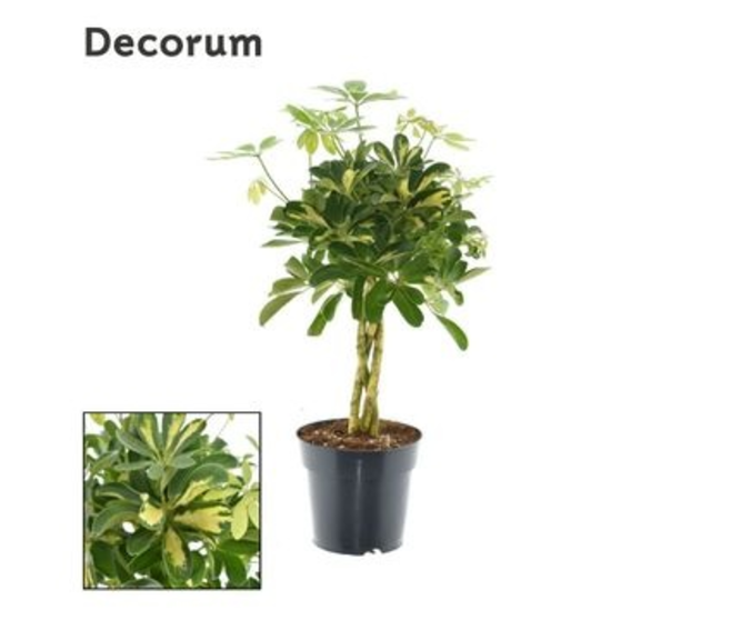 SCHEFFLERA GOLD CAPELLA TRESSE
