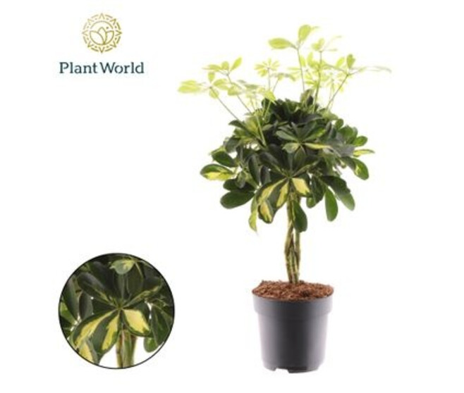 SCHEFFLERA GOLD CAPELLA TRESSE