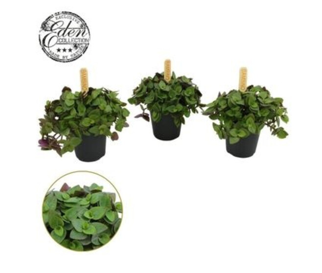 TRADESCANTIA CALLISIA