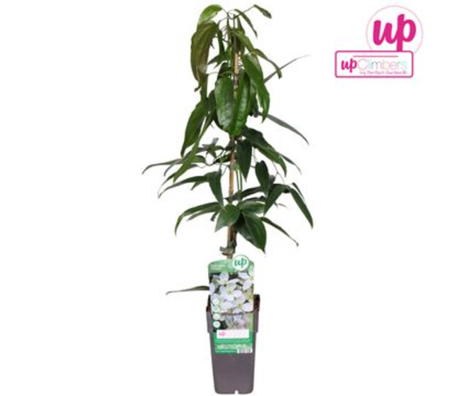 CLEMATITE ARMANDII PYRAM