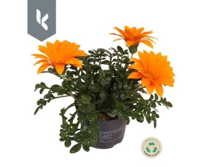 GAZANIA GIANT ORANGE