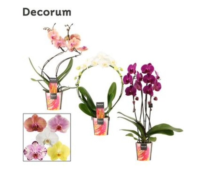 PHALAENOPSIS 2BR FORME VARIEE