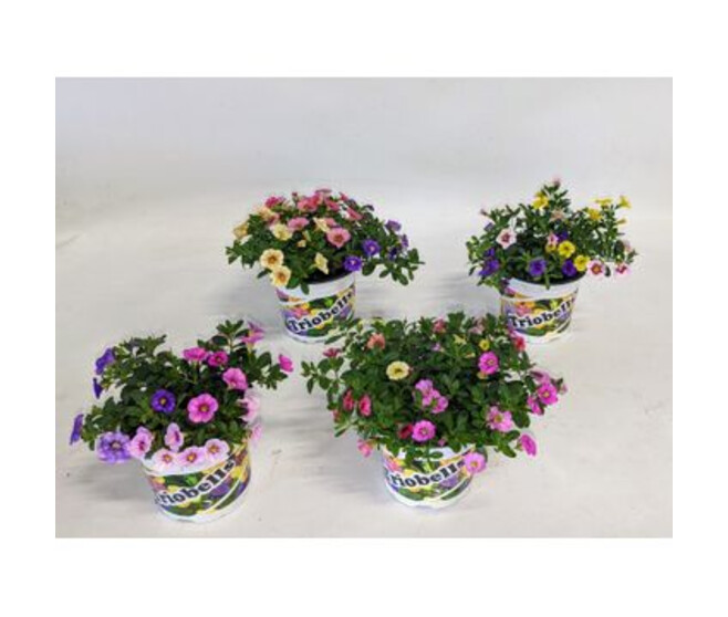 CALIBRACHOA 3COULEURS