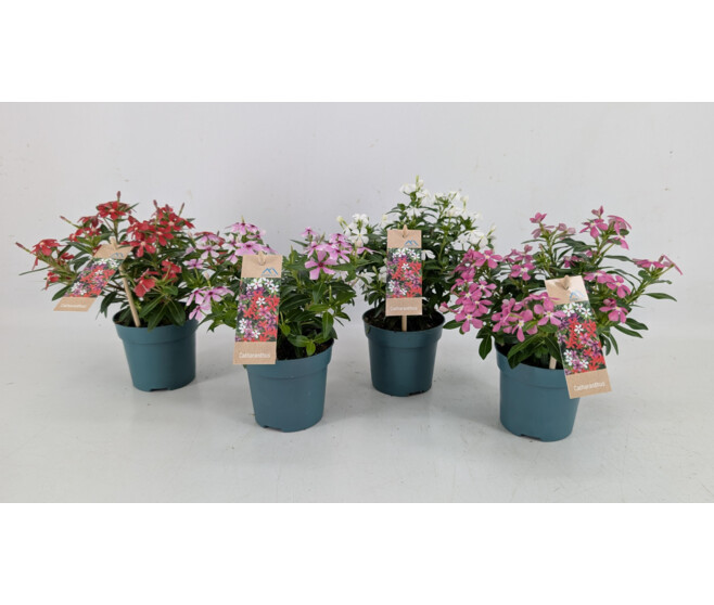 CATHARANTHUS VINCA