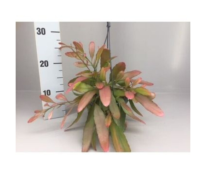 RHIPSALIS RED CORAL SUSP