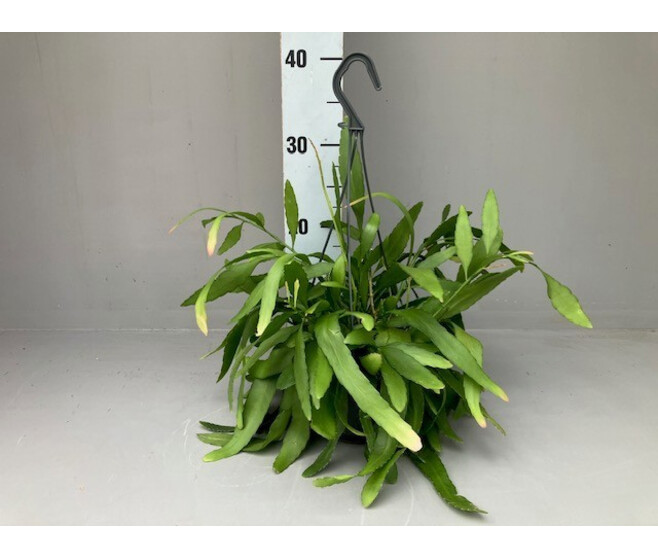 RHIPSALIS RED CORAL SUSP