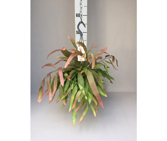 RHIPSALIS RED CORAL SUSP