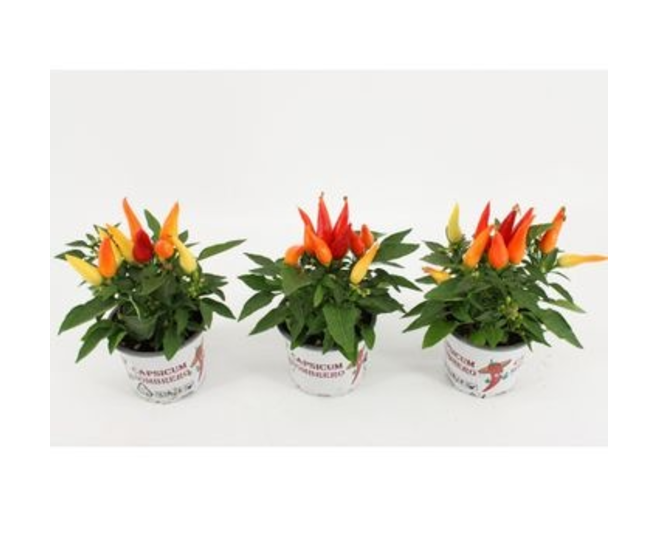 CAPSICUM JOKER ROUGE JAUNE