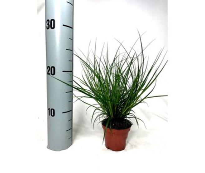 CAREX BRUN VERT