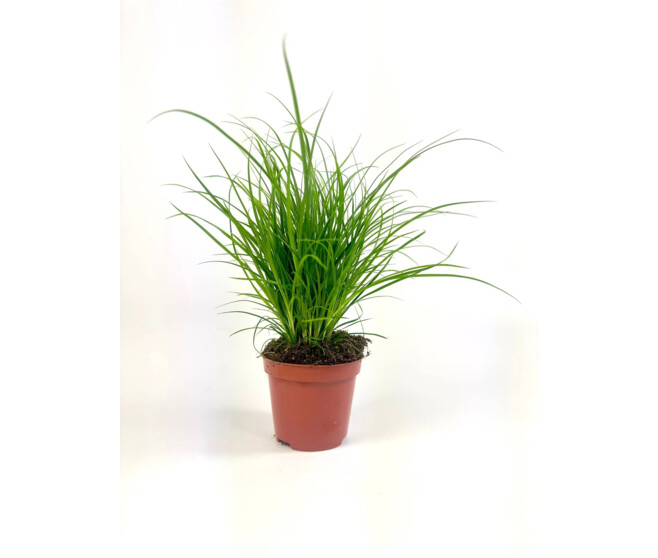 CAREX BRUN VERT