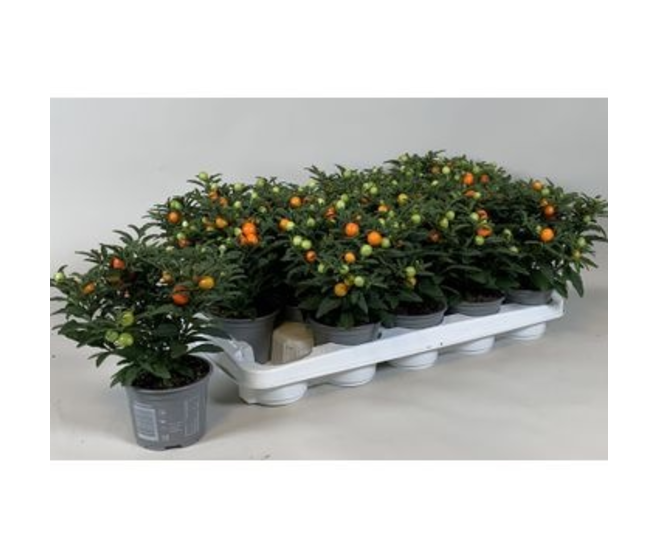 SOLANUM