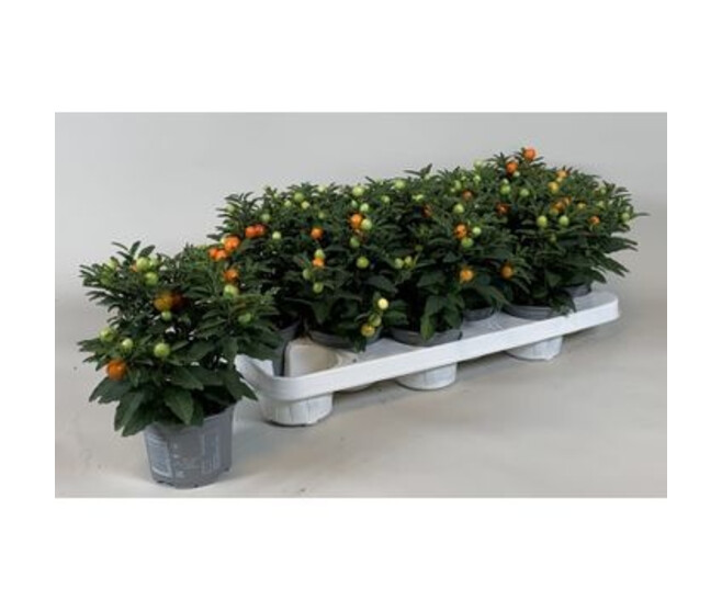 SOLANUM