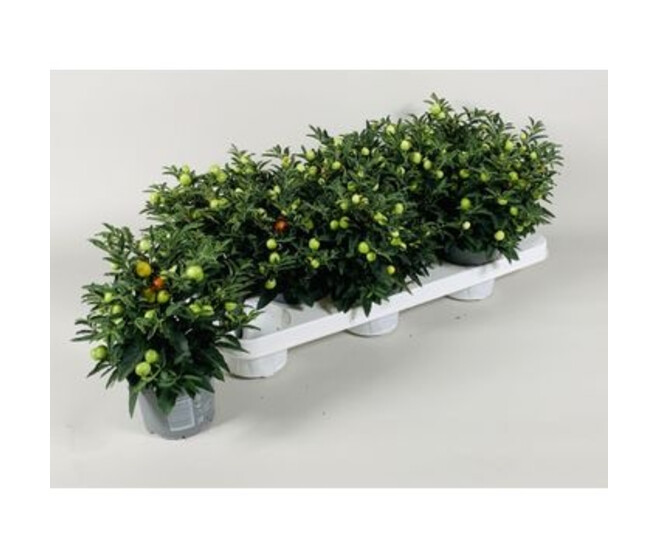 SOLANUM